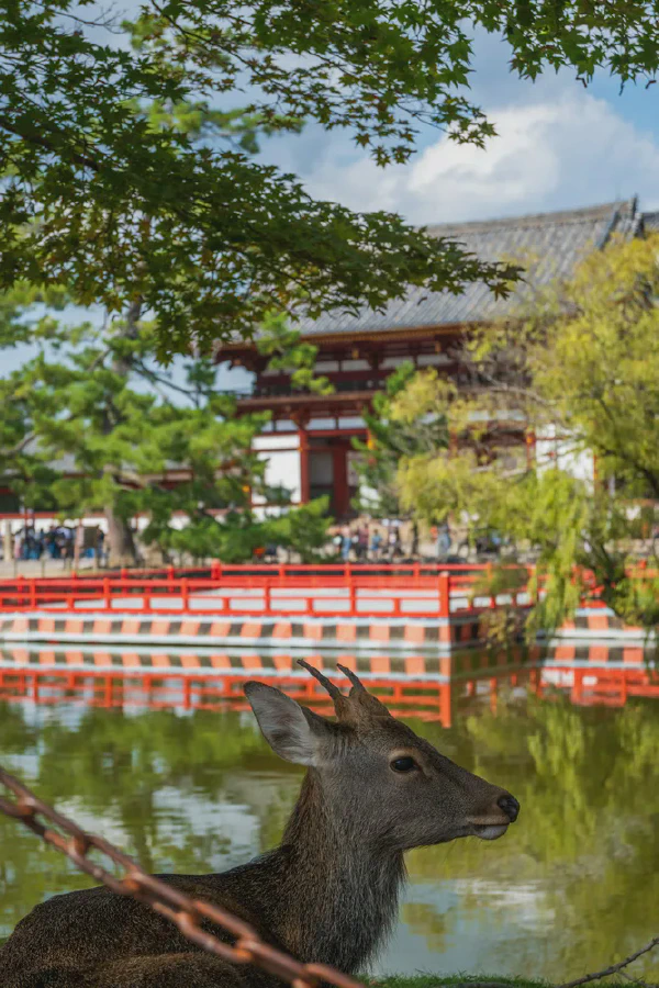 东大寺鹿